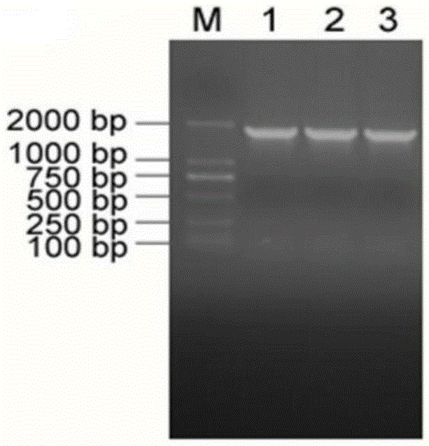 Gene capable of promoting cadmium accumulation and application of gene