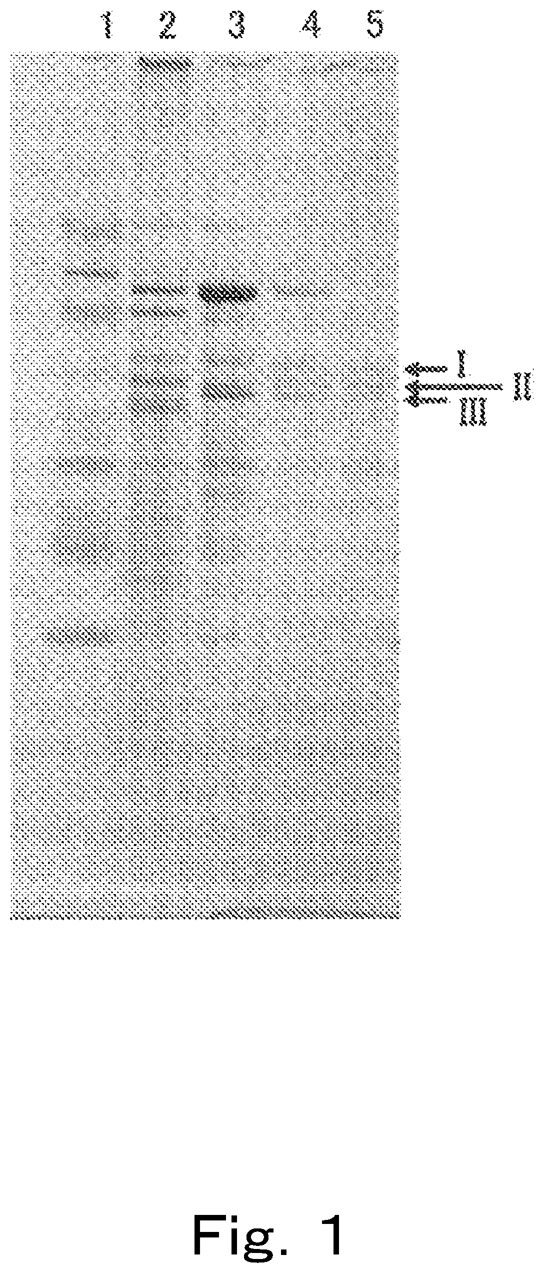 Enzyme capable of dehydroxylating hydroxyl group in urolithin compound