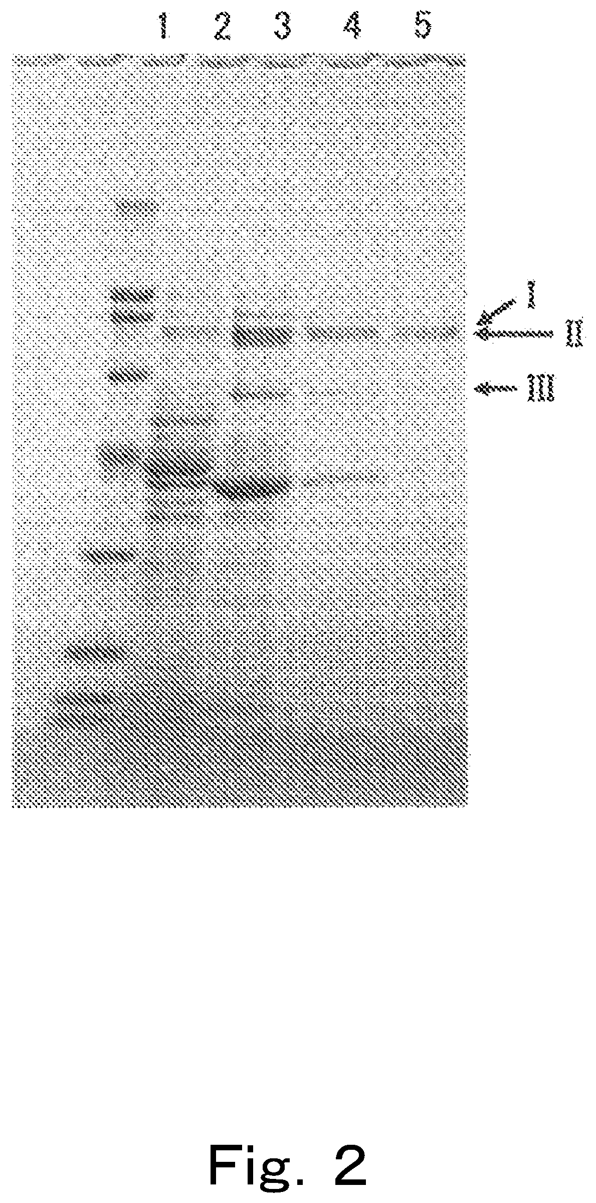 Enzyme capable of dehydroxylating hydroxyl group in urolithin compound