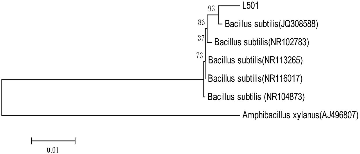 Bacillus subtilis, screening method and applications thereof