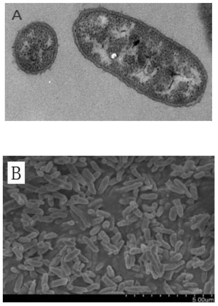 A strain of algal Shewanella scs-1 and its application in microbial electricity production