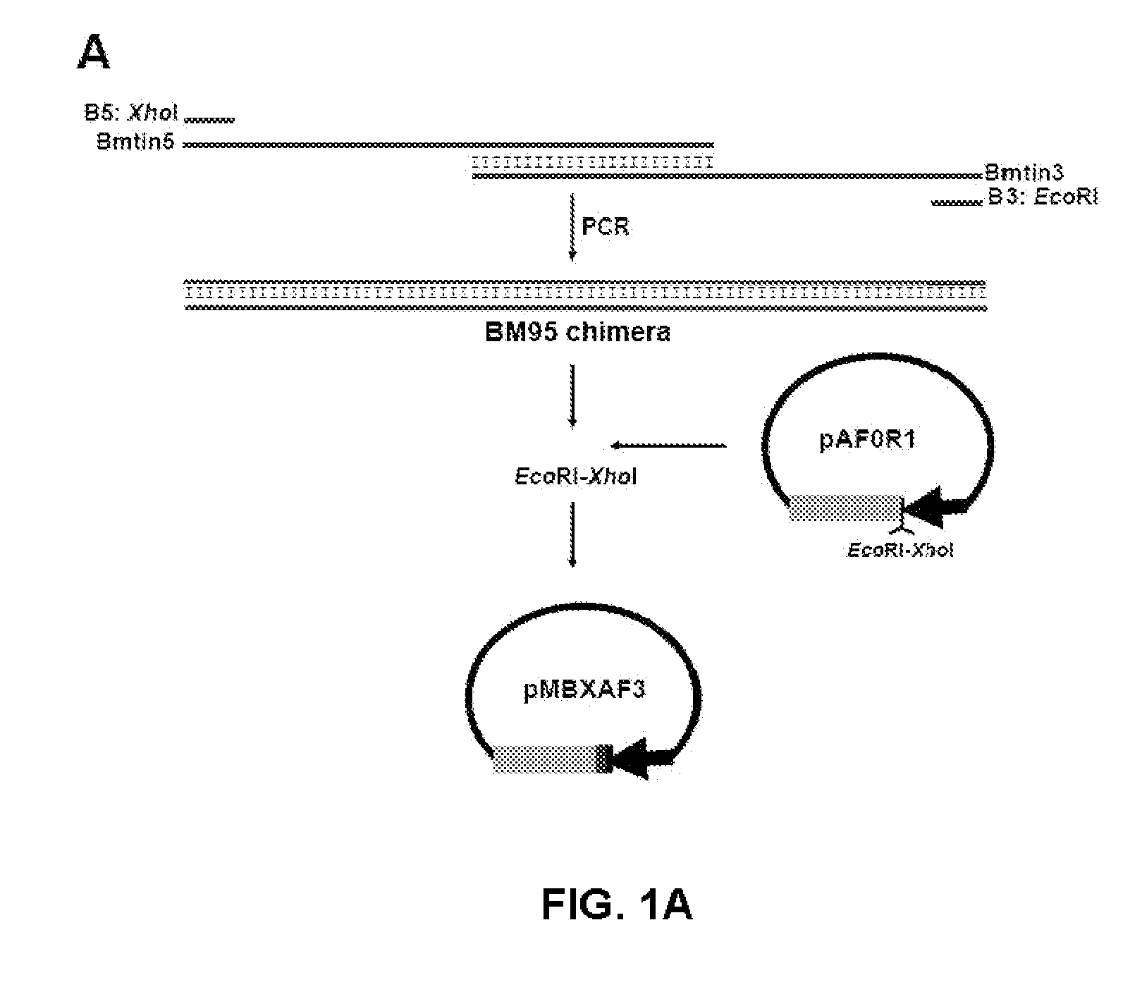 System for the expression of peptides on the bacterial surface