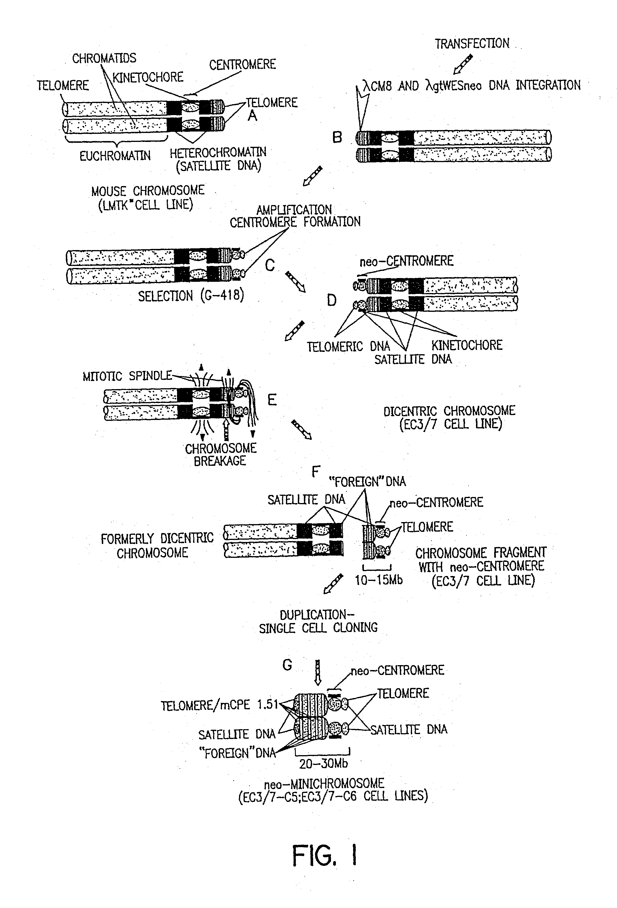 Artificial chromosomes, uses thereof and methods for preparing artificial chromosomes