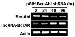 A long non-coding RNA lncRNA-BcrAR and its application in anti-carcinogenesis