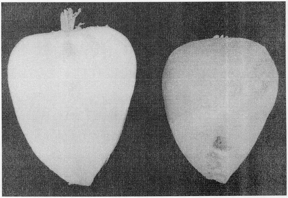 Method for generating haematochrome by using rutabaga as raw material