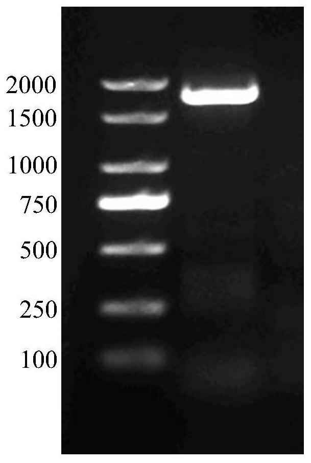 Transcription factor AvbHLH3 participating in regulation and control of synthesis of bornyl acetate in amomum villosum and application of transcription factor AvbHLH3