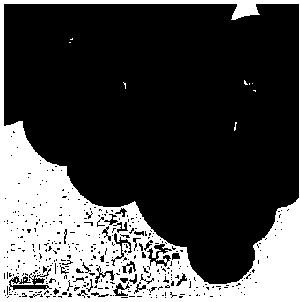 Preparation method of carbon-cladding Fe3O4 microsphere wave-absorbing material