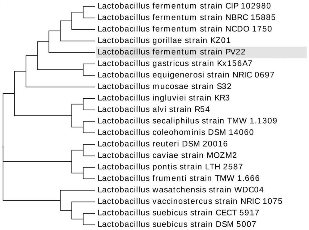 Lactobacillus fermentum PV22 with anti-virus capacity, and application of Lactobacillus fermentum PV22