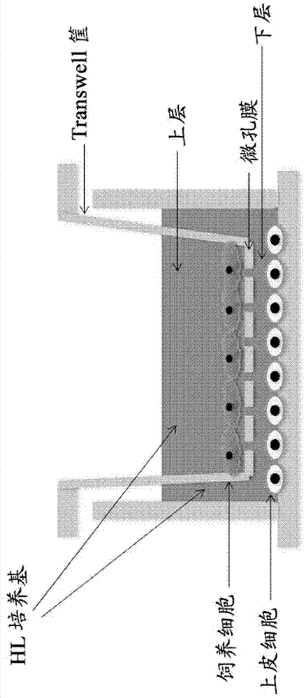 Culture medium, kit for cell culture, and cell culture method