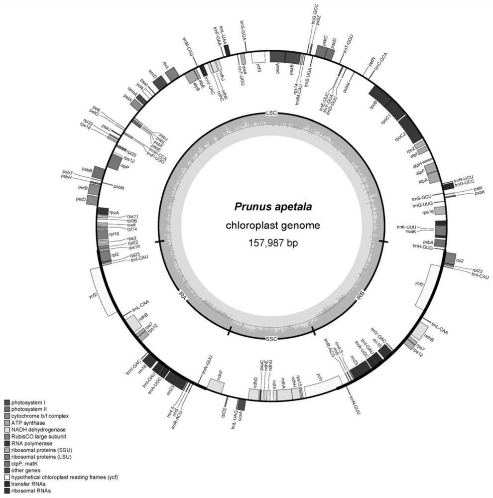 Chloroplast Genome of T. japonica and Its Application