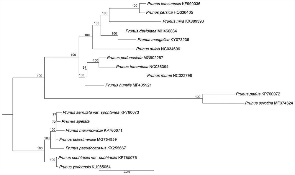 Chloroplast Genome of T. japonica and Its Application