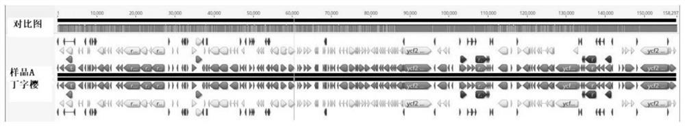 Chloroplast Genome of T. japonica and Its Application