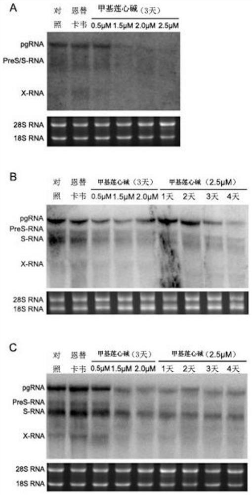 Application of neferine in preparation of anti-hepatitis B virus drug