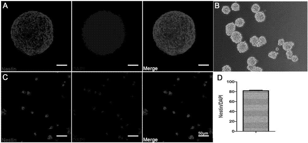 Application of 3,4-methyl dihydroxybenzoate in preparation of drugs for inducing directional differentiation of neural stem cells or neural precursor cells