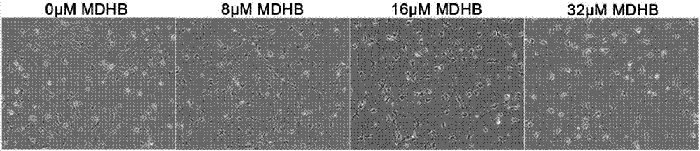 Application of 3,4-methyl dihydroxybenzoate in preparation of drugs for inducing directional differentiation of neural stem cells or neural precursor cells