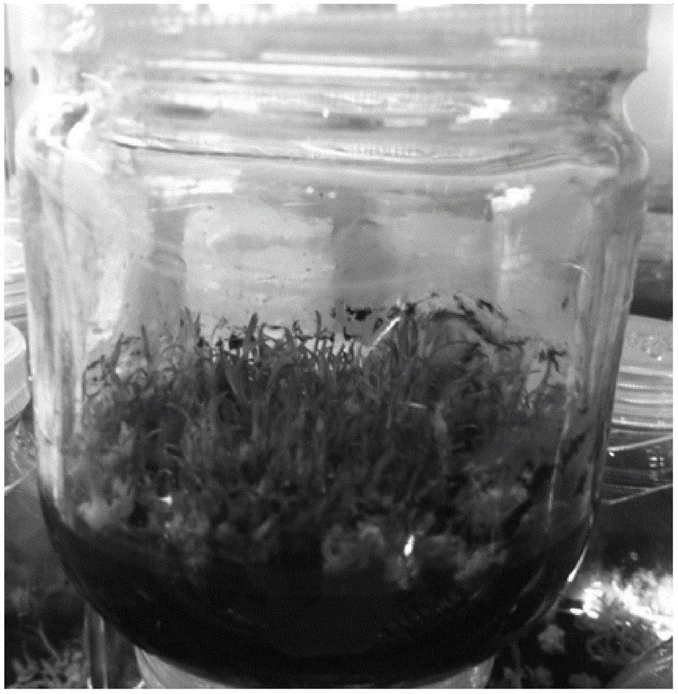 Dendrobium devonianum rapid propagation seedling survival culture medium series and tissue culture method