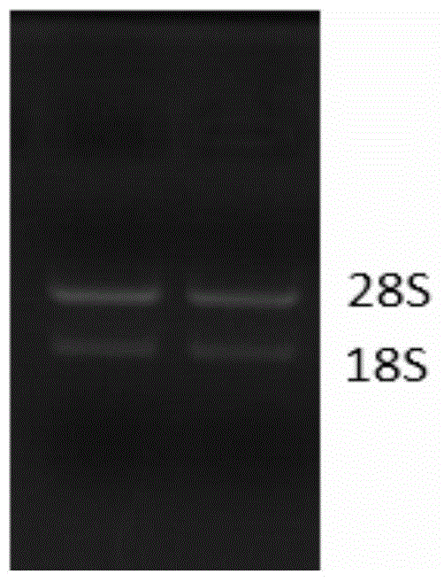 Tetranychus cinnabarinus cytochrome p450 gene and application thereof