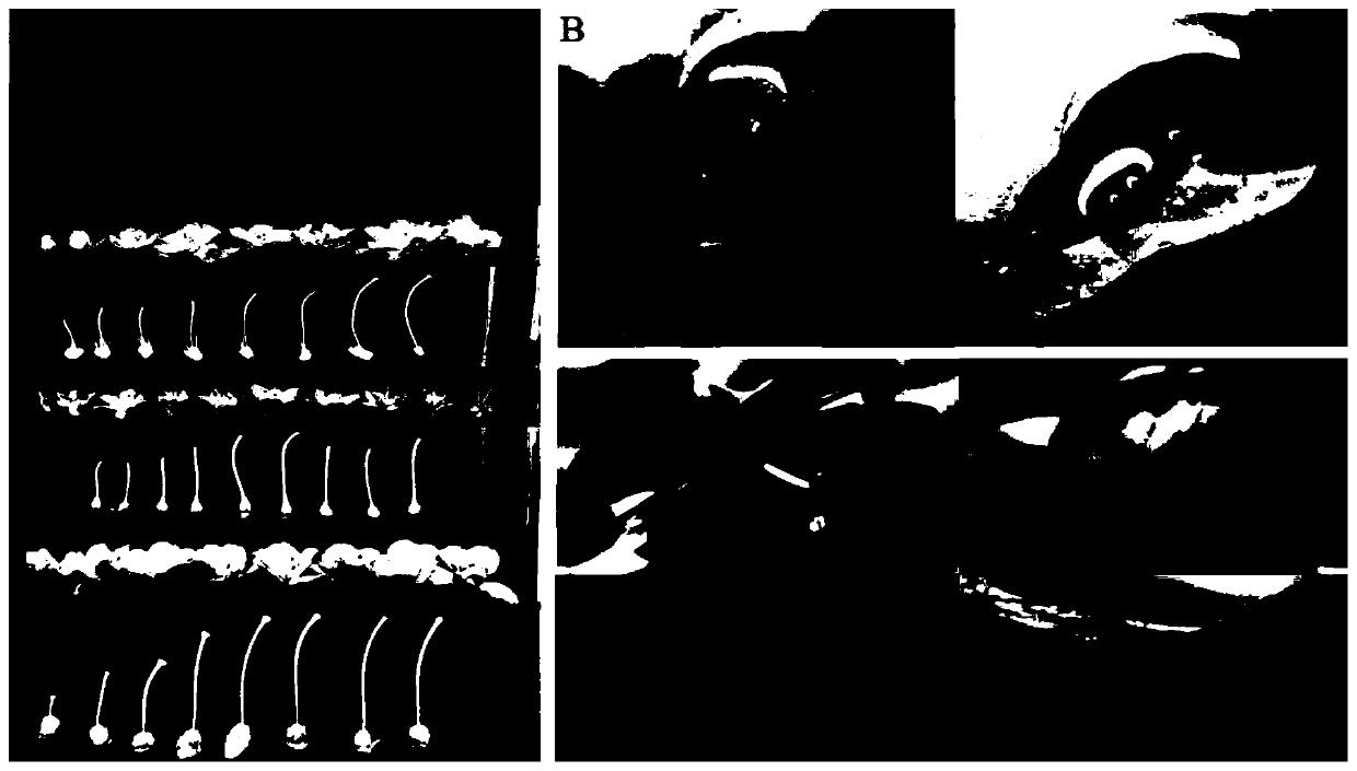 A method for efficiently creating new rhododendron germplasm by combining distant hybridization and tissue culture