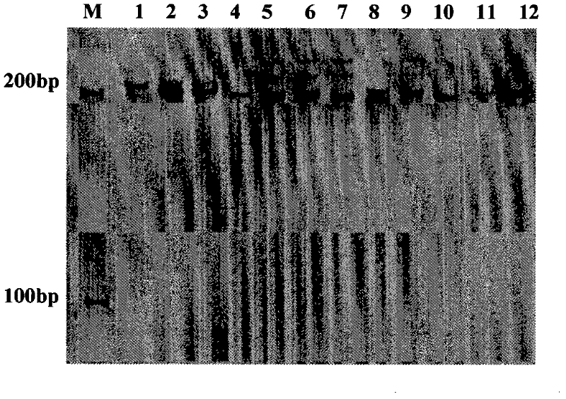 Molecular marking method for indica-japonica segment substitution of fertility loci of indica-japonica hybrid