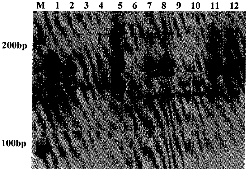 Molecular marking method for indica-japonica segment substitution of fertility loci of indica-japonica hybrid