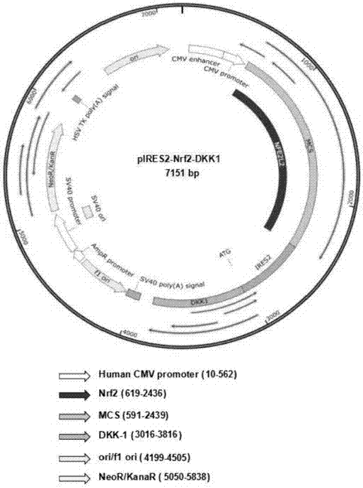 Double-gene co-expression plasmid pIRES2-Nrf2-DKK1, preparation method and application thereof