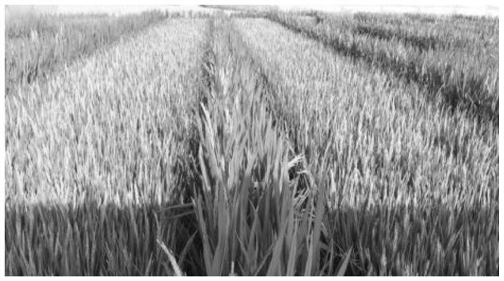 Light and simplified seed production method of small-grain hybrid rice and small-grain hybrid