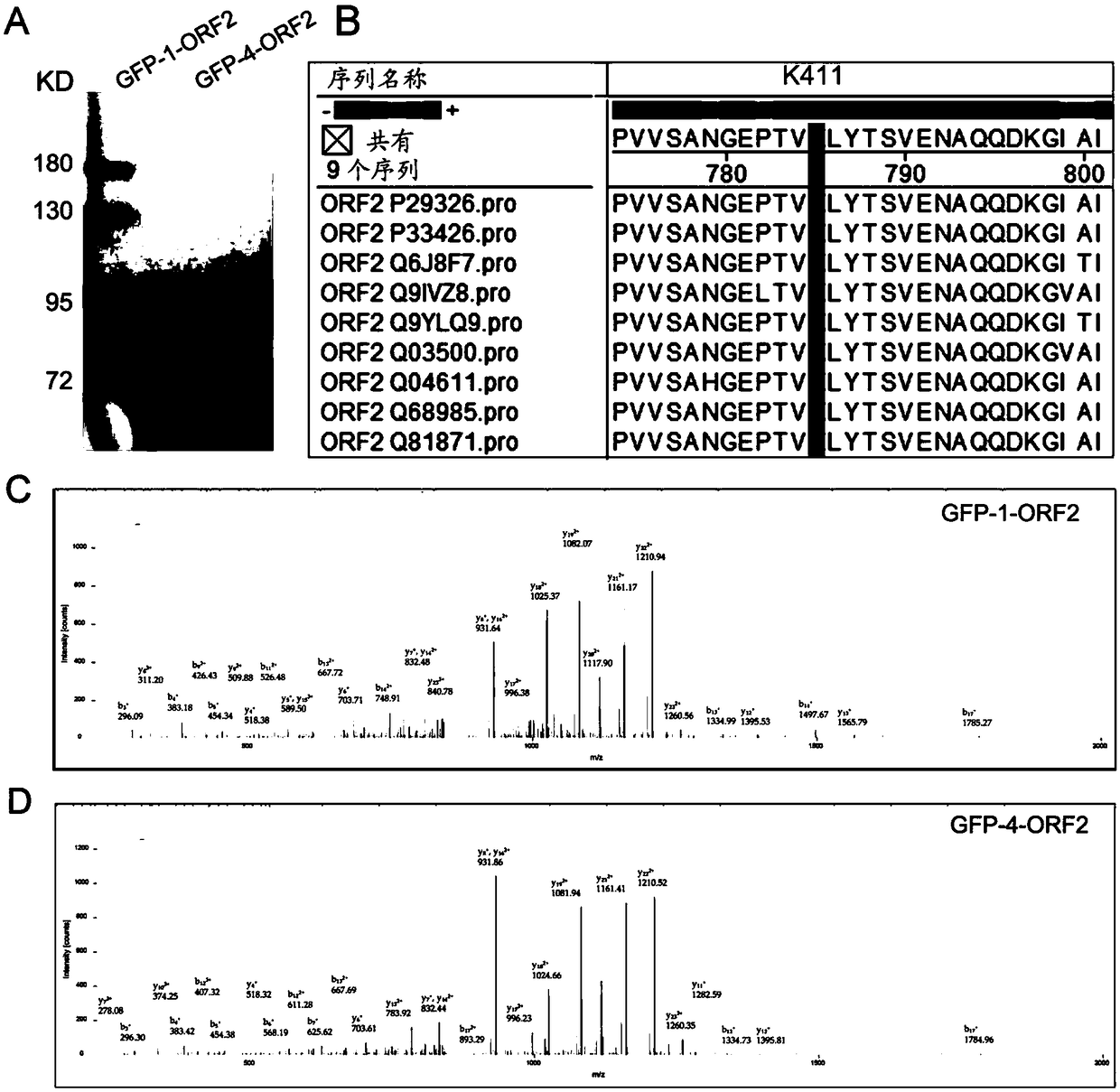 Acetylated HEV (Hepatitis E Virus) capsid protein ORF2 (Open Reading Frame 2) and application thereof