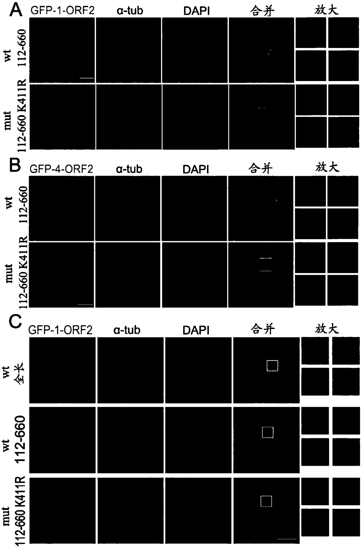 Acetylated HEV (Hepatitis E Virus) capsid protein ORF2 (Open Reading Frame 2) and application thereof