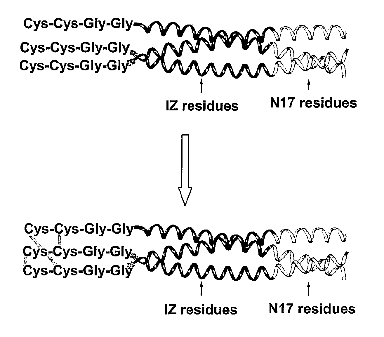 Stable Peptide Mimetic of Hiv Gp41 Fusion Intermediate