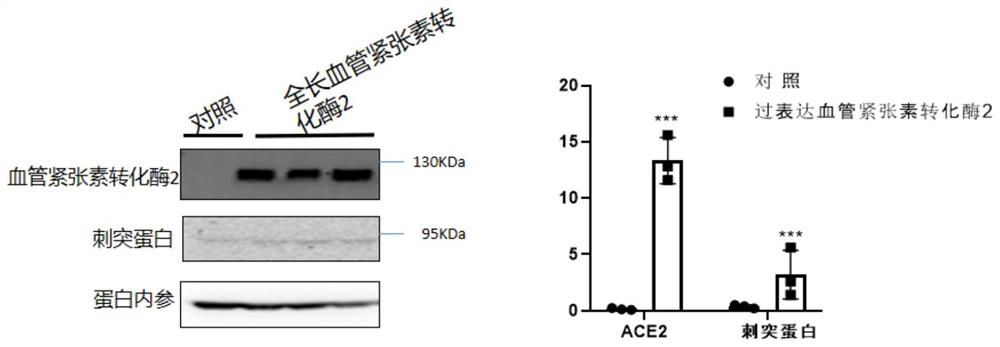 ACE2 mutant as well as mutation method and application thereof