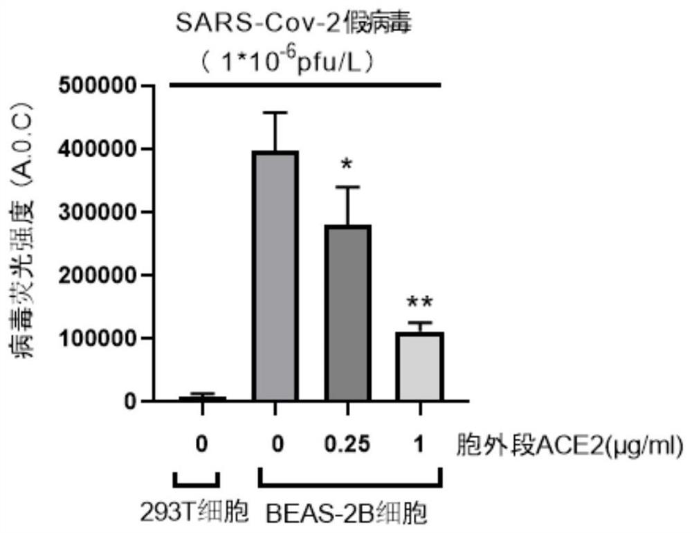 ACE2 mutant as well as mutation method and application thereof