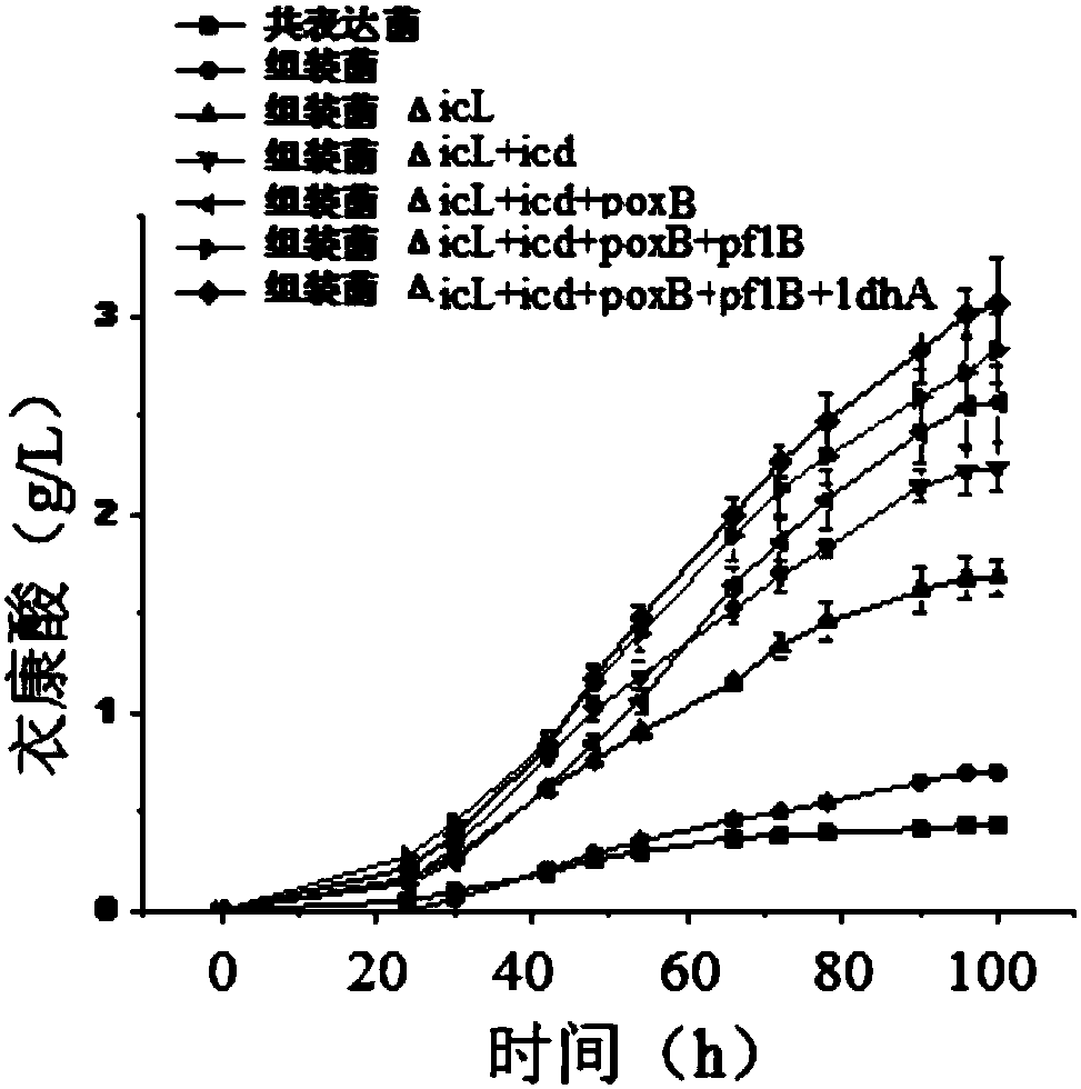 Method for producing itaconic acid in escherichia coli