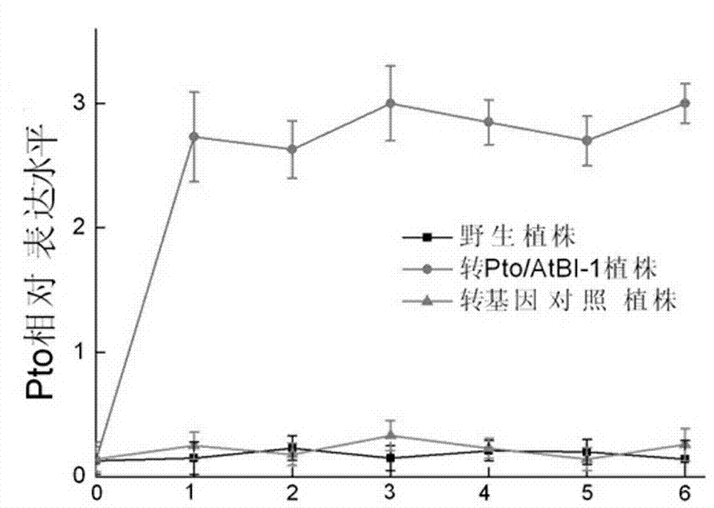 Application of Pto/AtBI-1 bivalent gene in promoting taxus chinensis growth and improving taxol content and method