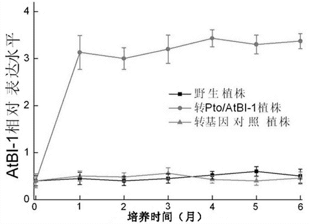 Application of Pto/AtBI-1 bivalent gene in promoting taxus chinensis growth and improving taxol content and method