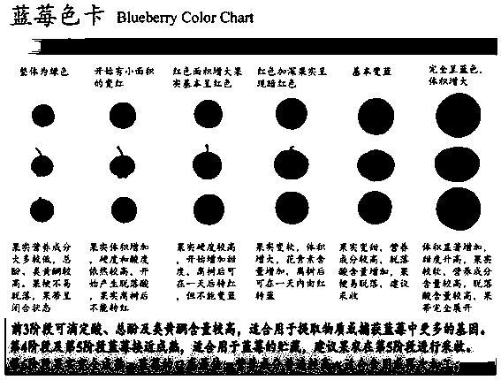 Color card for determining maturity level of blueberry fruit