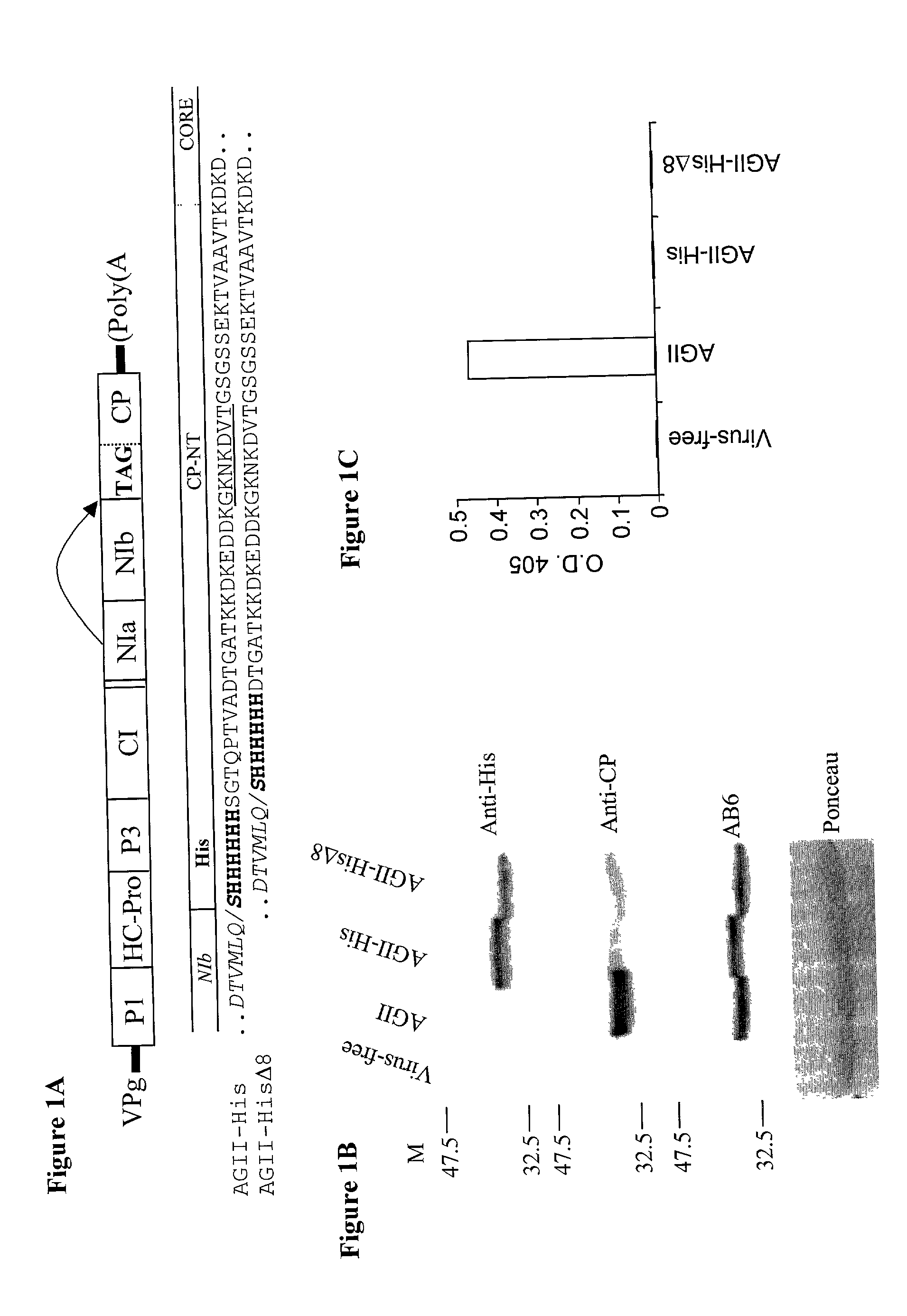 Vectors for expressing heterologous peptides at the amino-terminus of potyvirus coat protein, methods for use thereof, plants infected with same and methods of vaccination using same