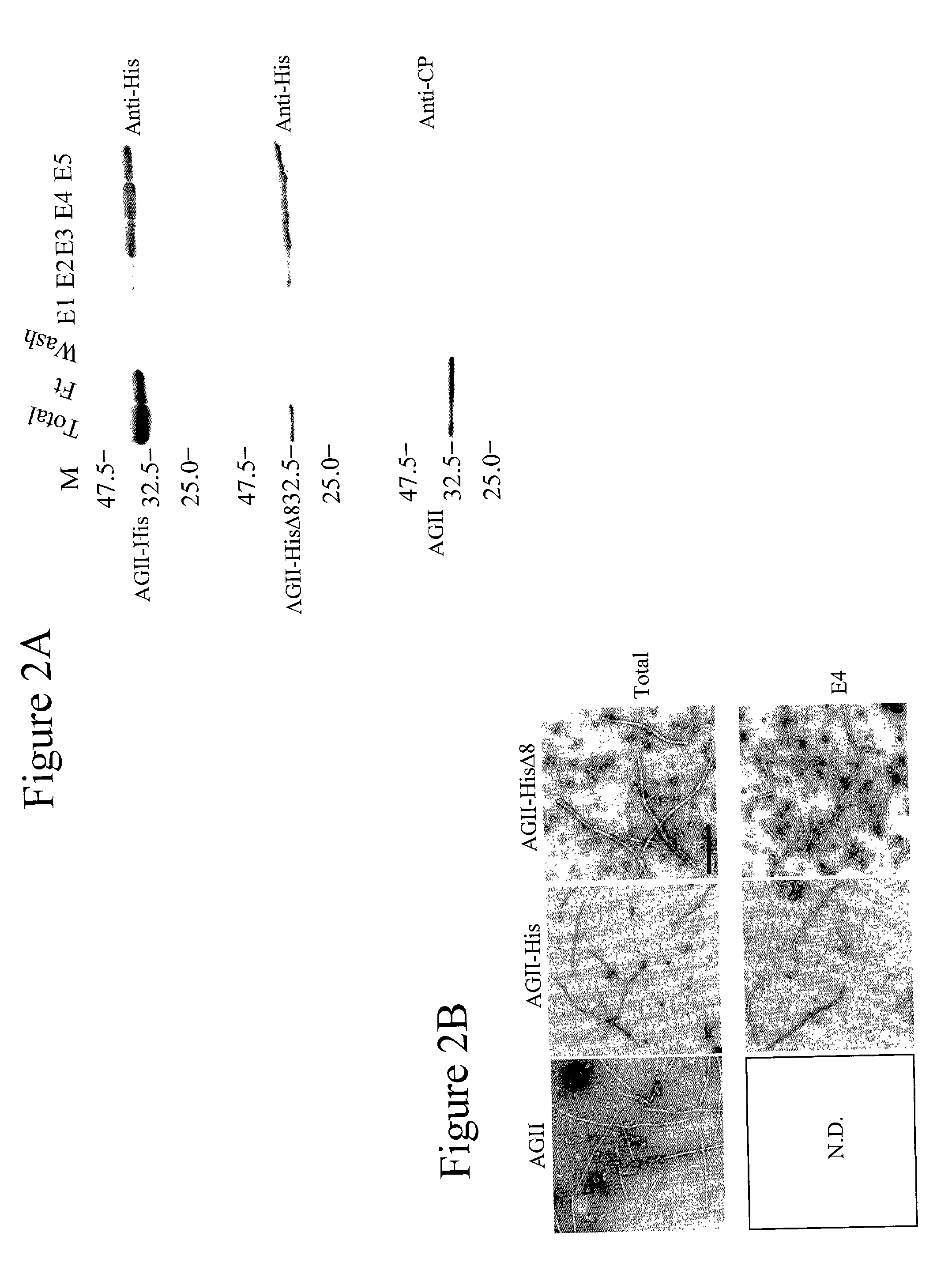Vectors for expressing heterologous peptides at the amino-terminus of potyvirus coat protein, methods for use thereof, plants infected with same and methods of vaccination using same