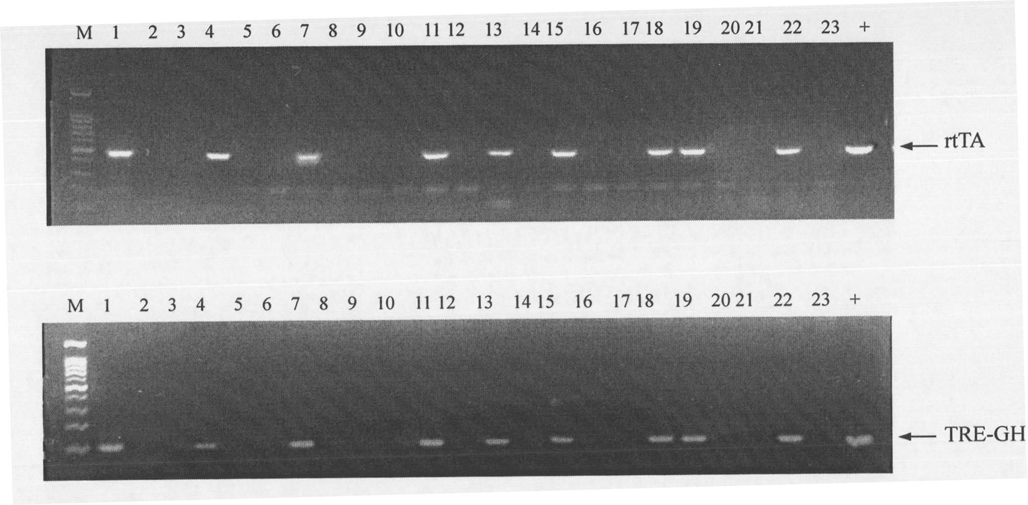 Method for breeding transgenic animal with improved pig growth hormone expression level