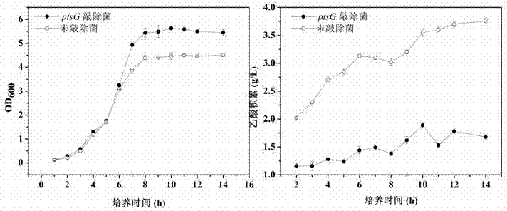 ptsG gene knocked out recombination bacterial efficiently expressing human-like collagen protein, construction method thereof, and protein expression