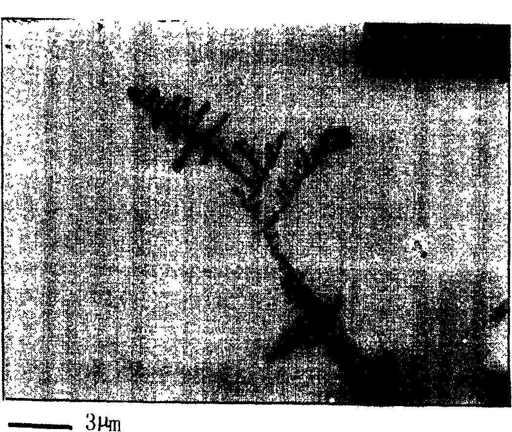 Preparation method of DNA guided nano granule tree-shape wire