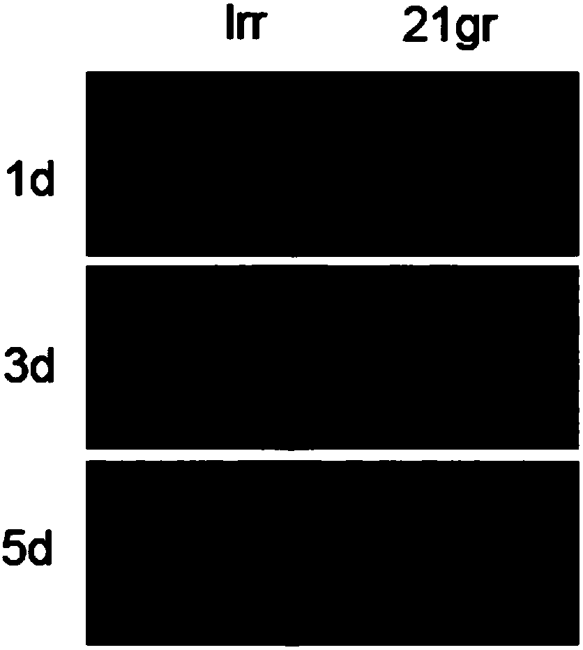 Application of chlamydomonas reinhardtii LRR (Leucine Rich Repeat) gene in regulating and controlling cadmium resistance of chlamydomonas reinhardtii