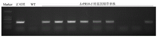 Application of a Minjiang lily disease course related protein 10 gene lrpr10-5