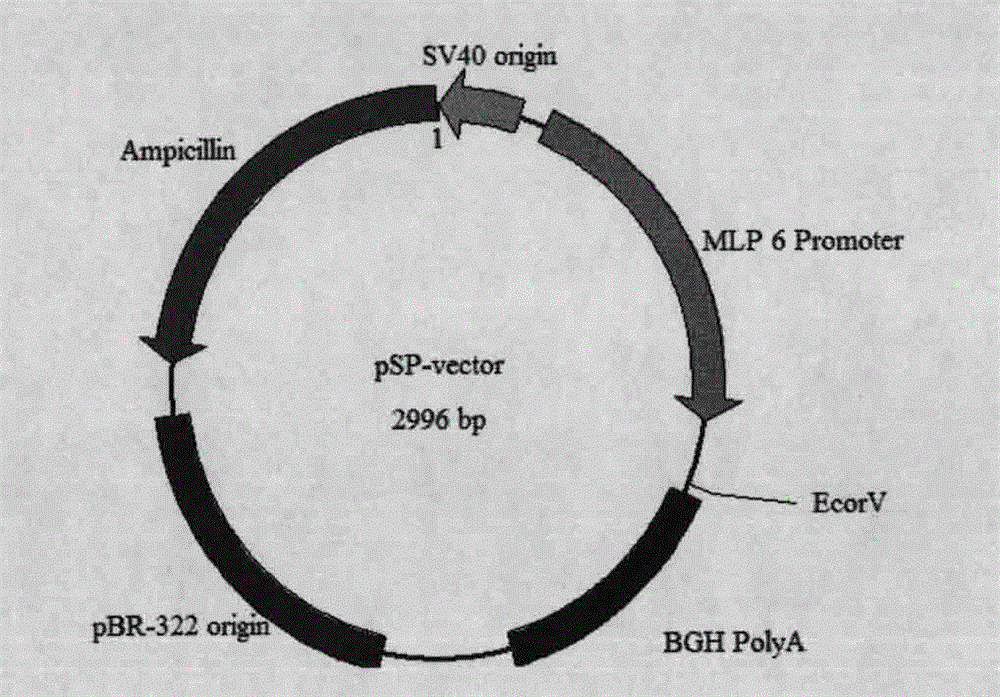 Swine promoter protein expression vector and construction method and application thereof