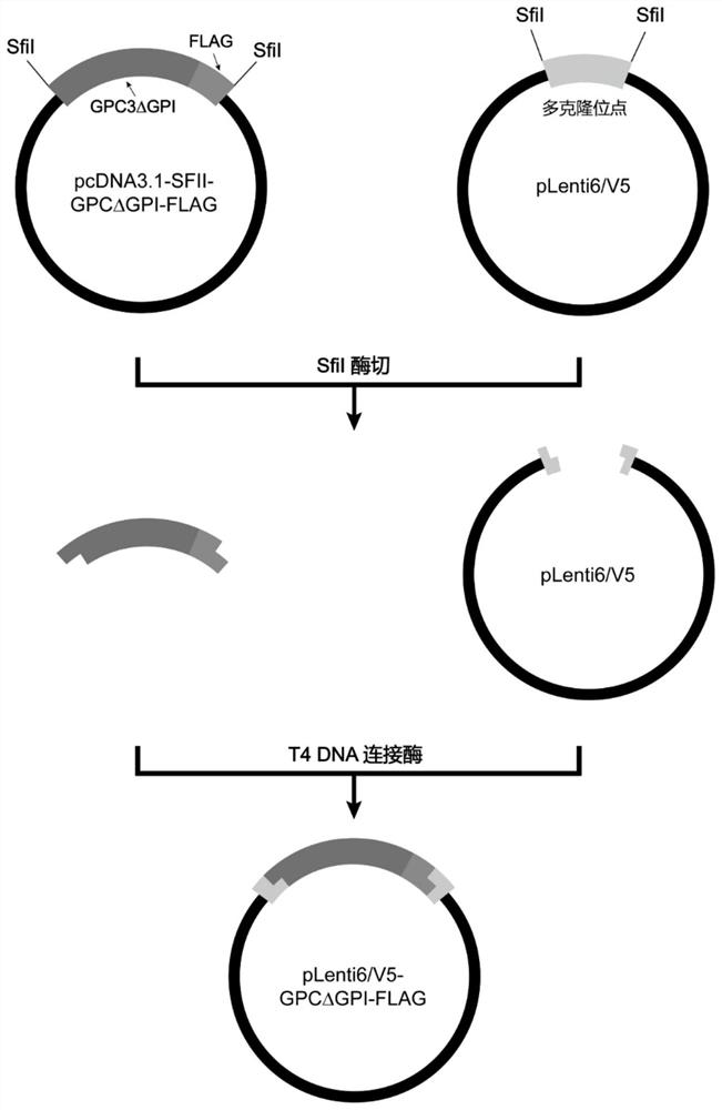 Nano-antibody of glypican 3 with outstanding high stability and preparation method of nano-antibody