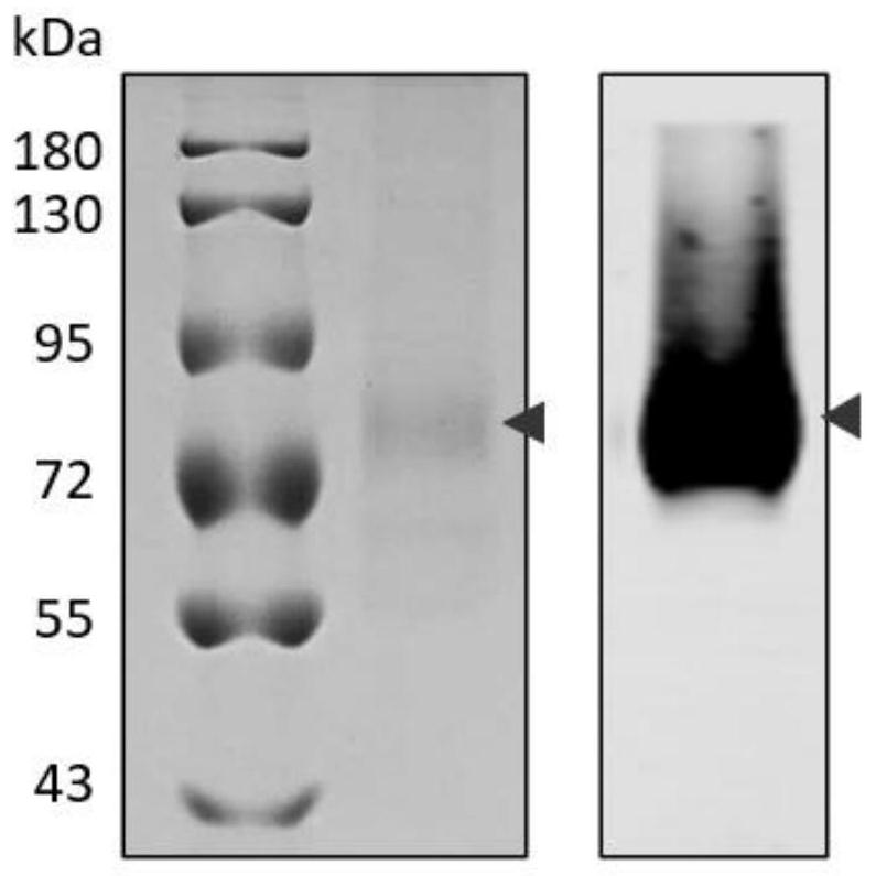 Nano-antibody of glypican 3 with outstanding high stability and preparation method of nano-antibody