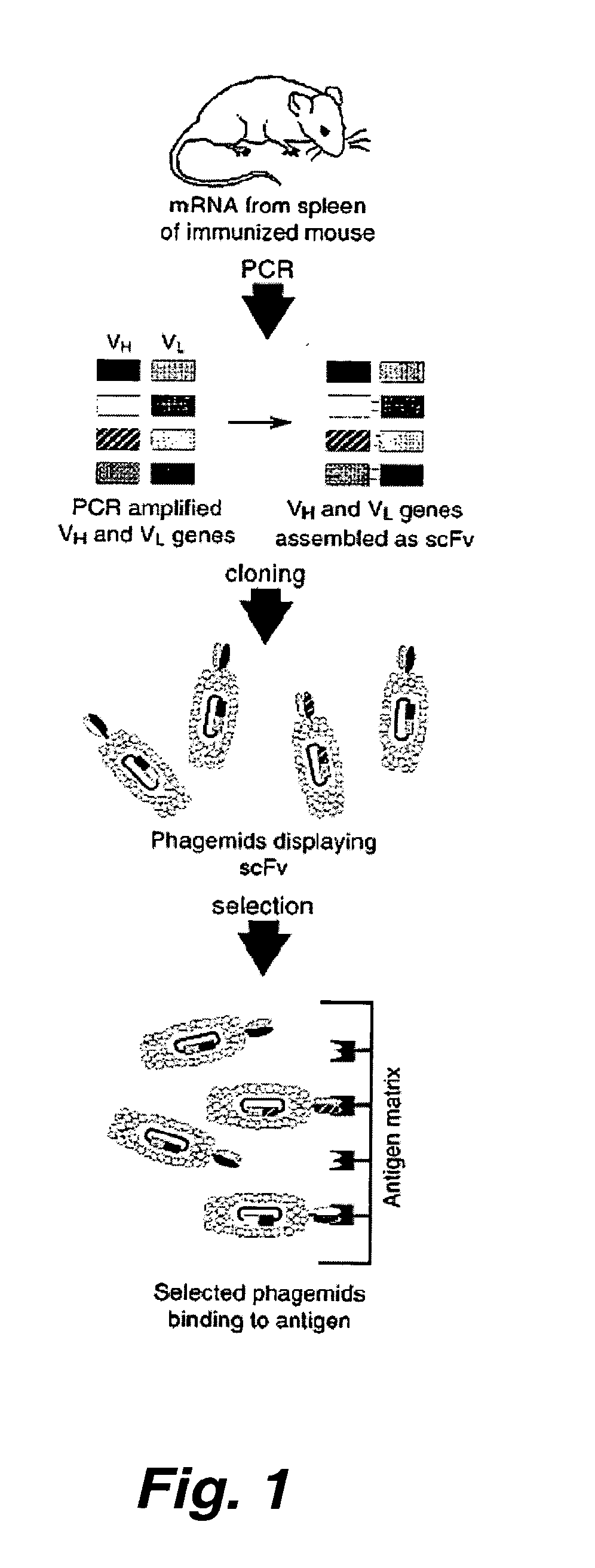 Therapeutic monoclonal antibodies that neutralize botulinum neurotoxins