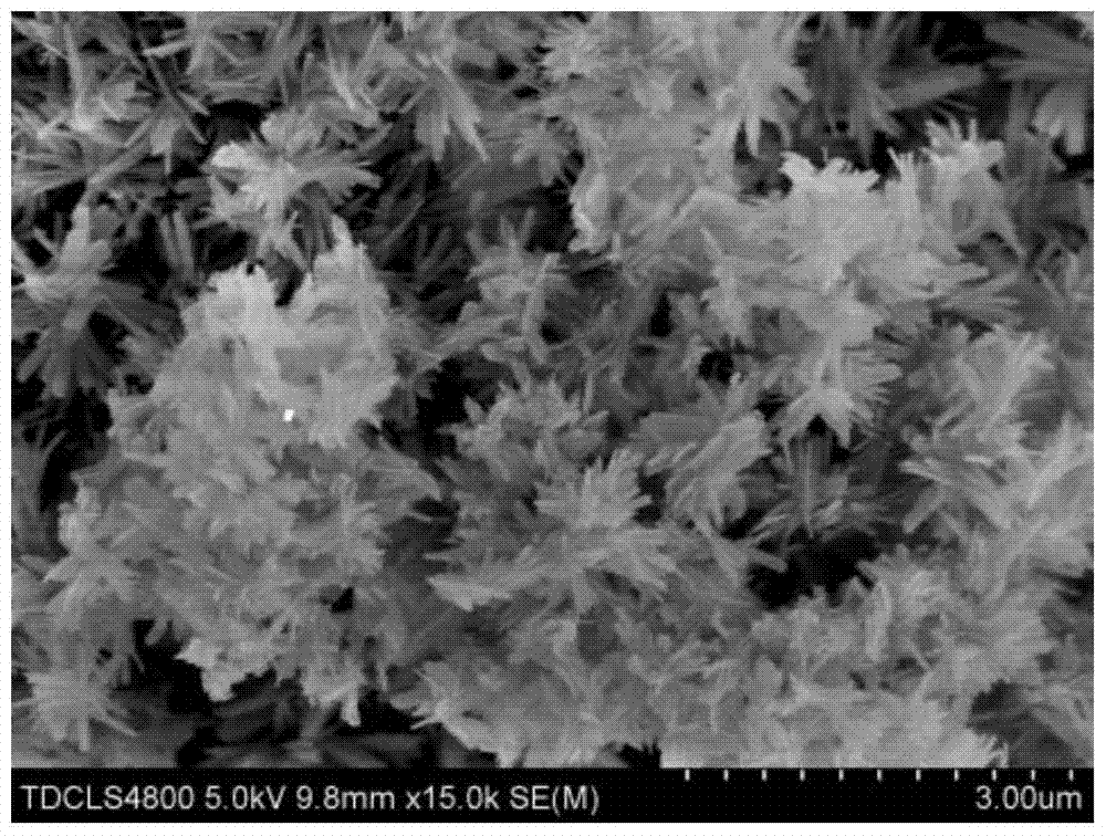 Microwave preparation method of flower-like hydroxyapatite coating on magnesium alloy surface
