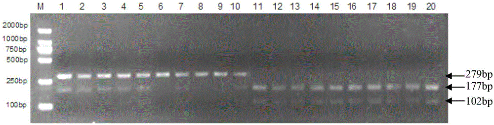 Method for identification of honeysuckle strains Damaohua and Jijiaohua based on pcr-rflp