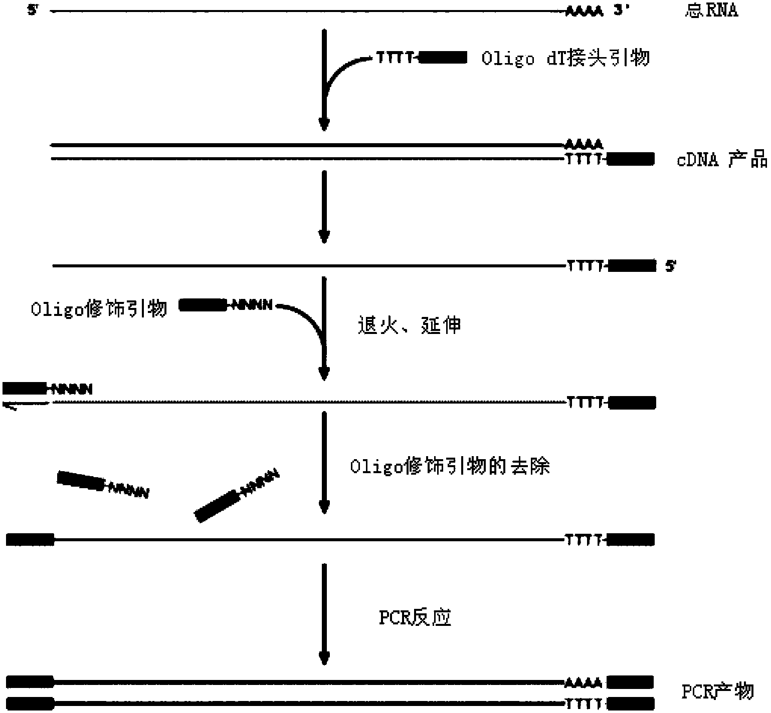 Full-length cDNA nucleic acid linear amplification method and kit