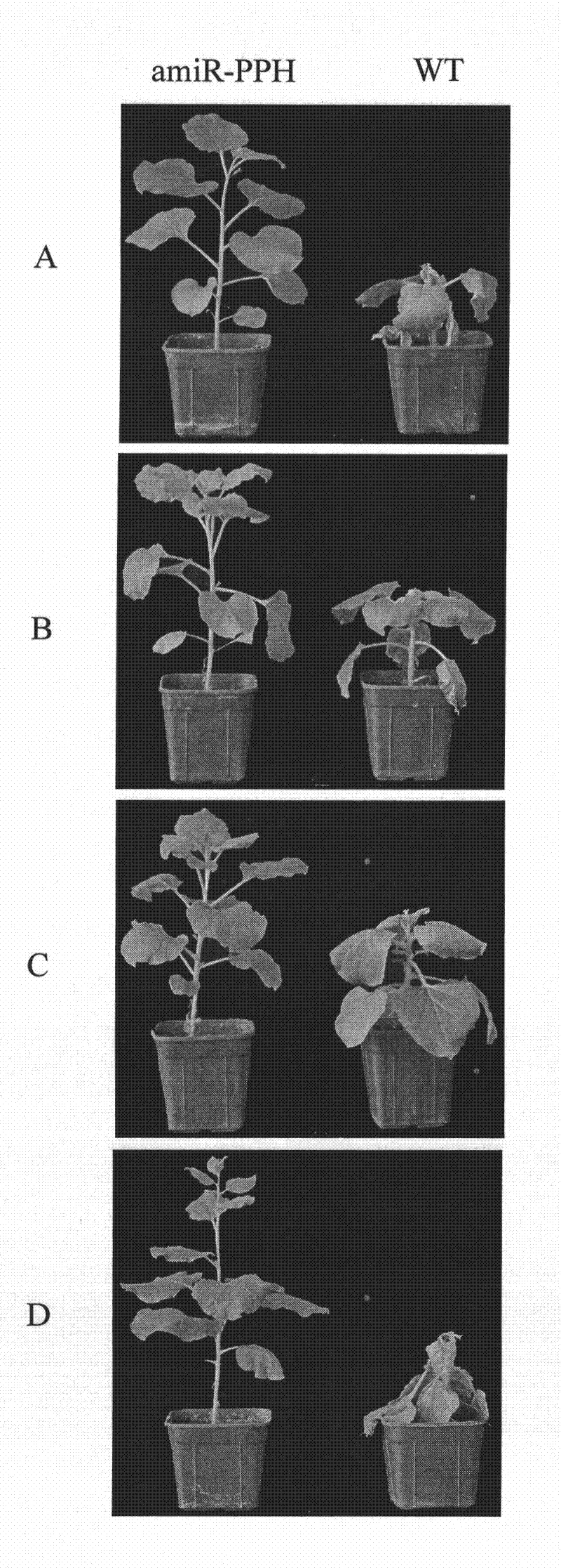 Antivirus plant expression vector constructed by utilizing pre-miR159a and application thereof
